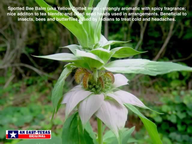 The complexity of the Spotted Bee Balm growing wild ... seen here in East Texas