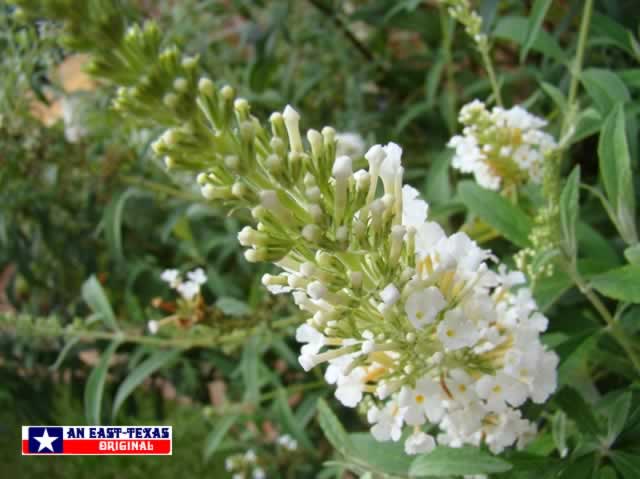 White Butterfly Bush in the East Texas home landscape