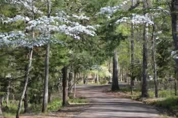 Davey Dogwood Park, Palestine, Texas