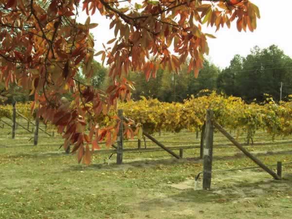 O'Farrell Country Vineyards in Atlanta, Texas