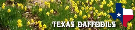 Lee Daffodil Garden, near Gladewater Texas, with photos, maps and visitor tips
